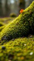 A close up of moss on the ground photo