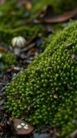 A close up of moss on the ground photo