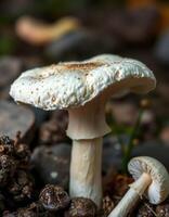 A mushroom on the ground photo