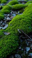 A close up of green moss on the ground photo