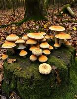 A group of mushrooms on a stump in the woods photo