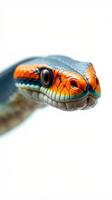 A close up of a snake with orange and blue stripes photo