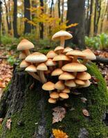 A group of mushrooms growing on a stump in the woods photo