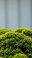 A close up of moss growing on a rock photo