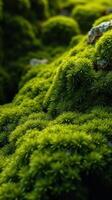 A close up of moss growing on a rock photo