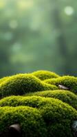 A close up of moss on a rock in the forest photo