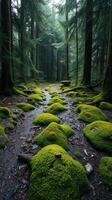 A mossy forest with trees and rocks photo