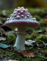 A purple and white mushroom on the ground photo