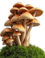 Mushrooms are growing on top of a green moss photo