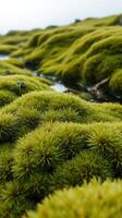 A close up of a moss covered hillside photo