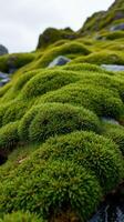 A close up of a moss covered rock photo