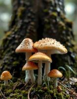 A group of mushrooms are standing on the ground photo