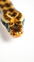 A close up of a snake's head on a white background photo