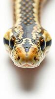 A close up of a snake's head photo