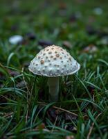 A white mushroom with brown spots on it is sitting in the grass photo