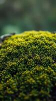 A close up of a moss covered rock photo