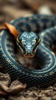 A snake with a black and blue head photo