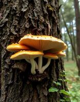 A group of mushrooms growing on a tree photo