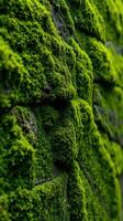 A close up of a wall covered in moss photo
