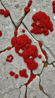 A close up of a red flower on a cracked pavement photo