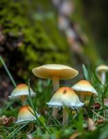 Mushrooms in the forest photo