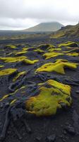 A large area of black dirt photo