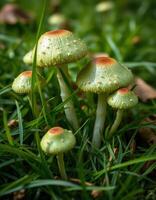 A group of mushrooms growing in the grass photo