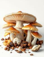 Mushrooms and nuts on a white background photo