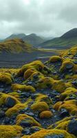 A field of yellow moss on the ground photo