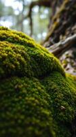 A close up of moss growing on a tree trunk photo