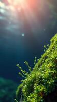 A mossy rock with sunlight shining through it photo