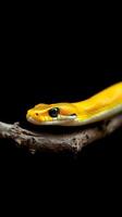 A yellow snake on a branch photo