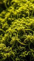 A close up of green moss on a rock photo