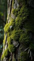 A tree with moss growing on it photo