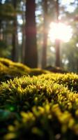 A close up of a moss covered forest photo