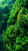A close up of green algae growing on a rock photo