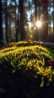 The sun shines through the trees in a forest photo