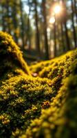 A close up of moss growing on a forest floor photo