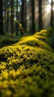 A moss covered tree in the forest photo