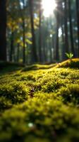 A green mossy forest with sunlight shining through photo