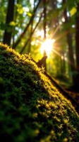 The sun shines through the trees in a forest photo