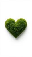 Heart shaped moss on white background photo