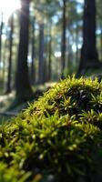 A close up of a moss covered rock in a forest photo
