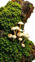 Mushrooms growing on a mossy rock photo