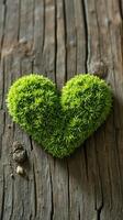 A green heart shaped moss on a wooden surface photo