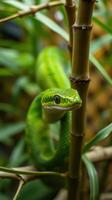 A green snake is sitting on a branch photo