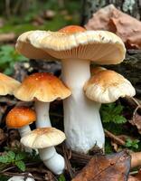 A group of mushrooms photo