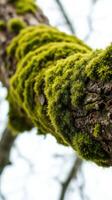 A close up of a moss covered tree branch photo