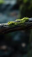 A moss covered branch is sitting on a branch photo