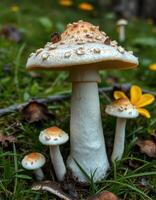 A group of mushrooms on the ground photo